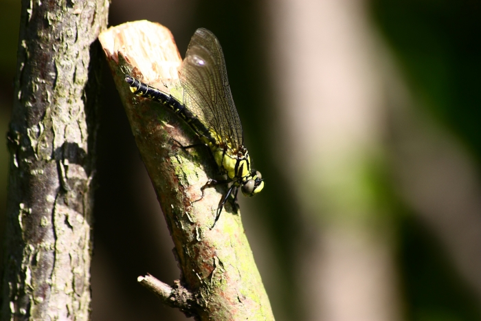 GONFIDI.Gonphus vulgatissimus al primo volo?